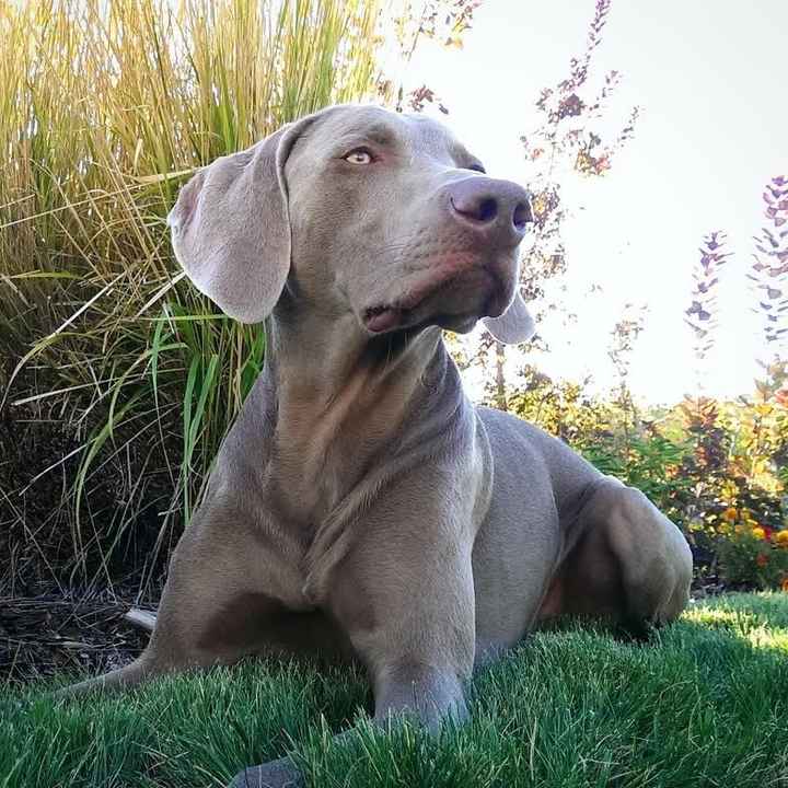Who wants a free Weimaraner?