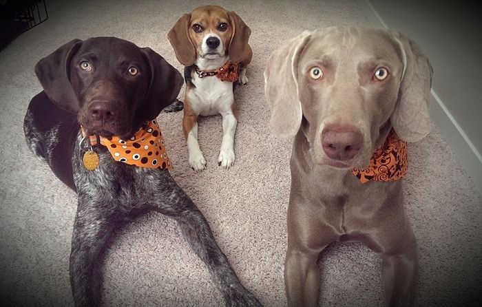 NWR Happy Fursday! Show me your fur babies!