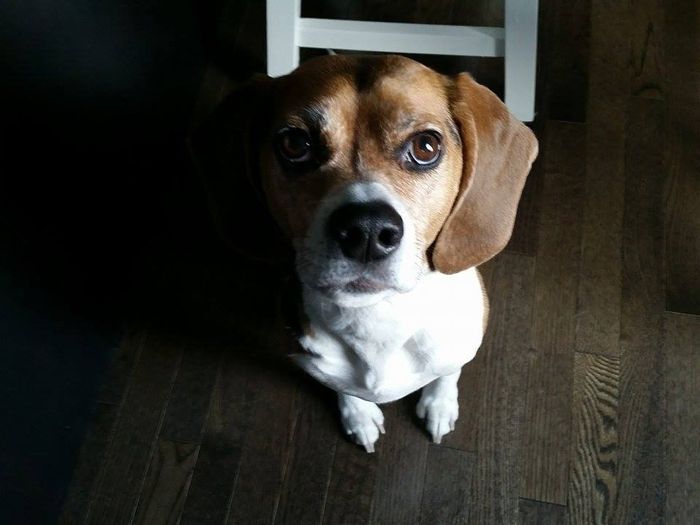 NWR Show me your furbabies