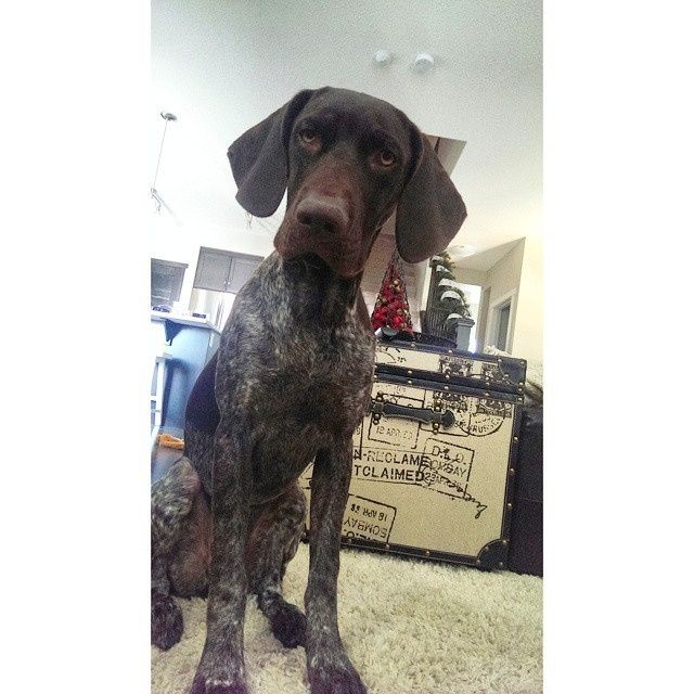 NWR Show me your furbabies