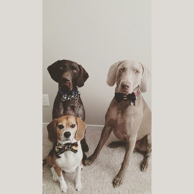 NWR - Furbaby Friday