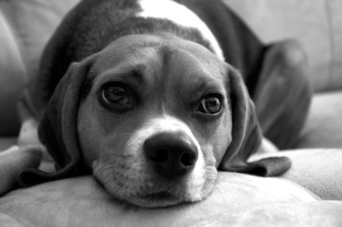 NWR: Lets talk pets.
