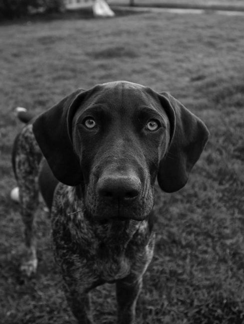 NWR: Lets talk pets.