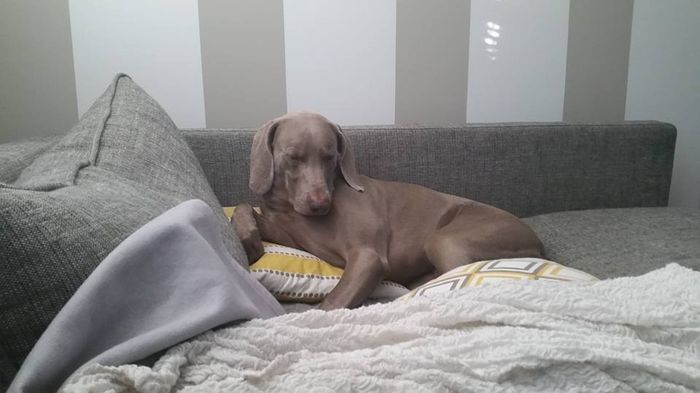 Who wants a free Weimaraner?