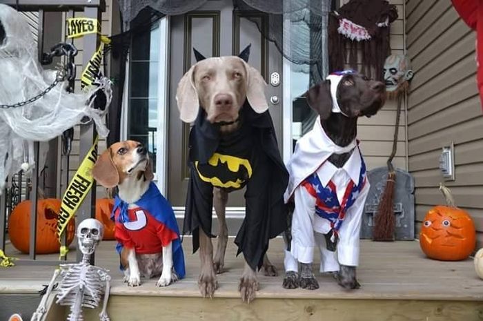 Halloween FURSday!!