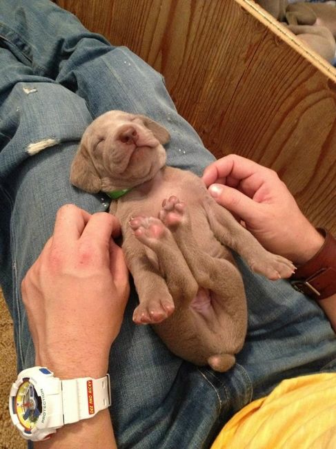 Cutest Thing You'll See All Day