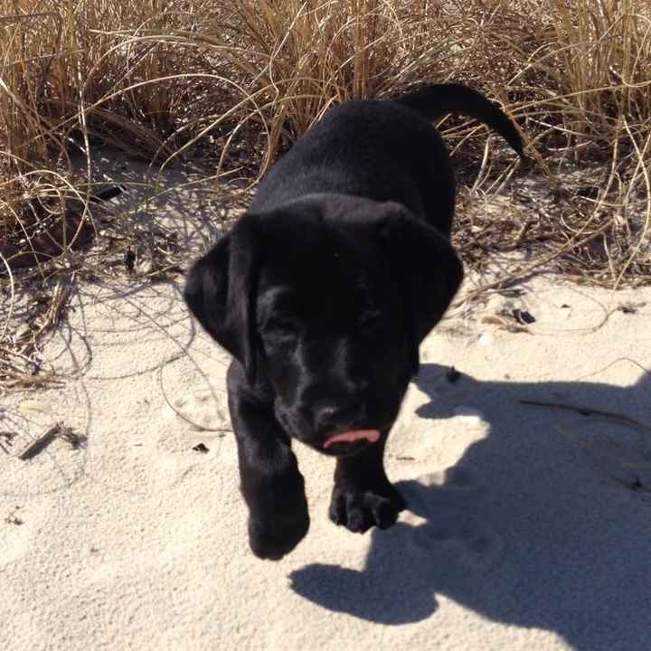 NWR: Show me your pups!