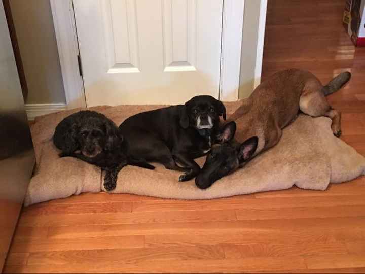 Just ordered my dogs first birthday cake! NWR