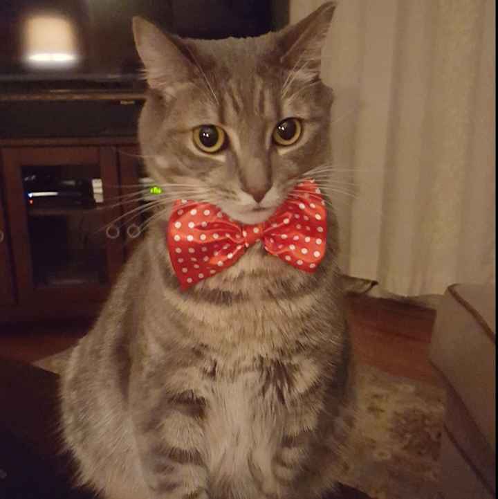 I know not wedding related but-Help me name my kitty