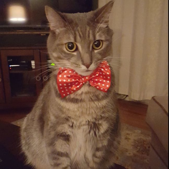 I know not wedding related but-Help me name my kitty