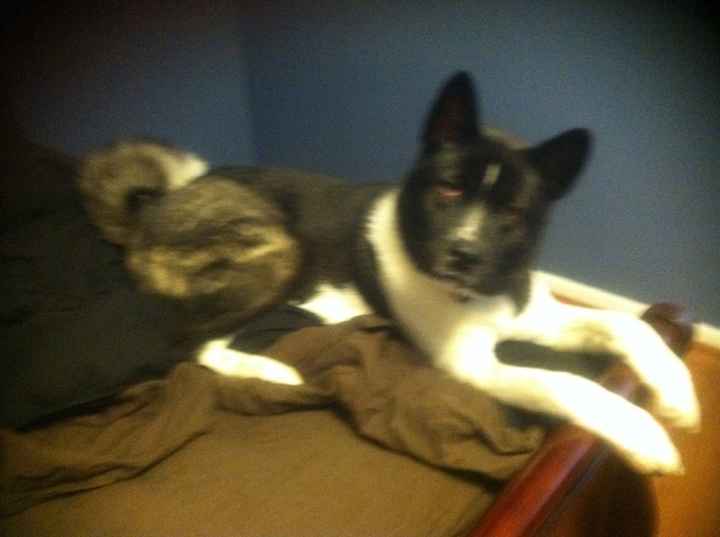 NWR: Akitas or other big dogs...