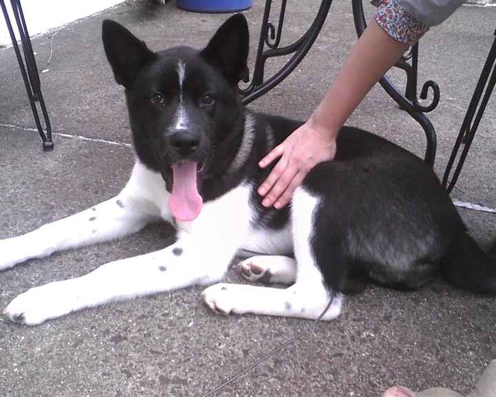 Show me your puppies!