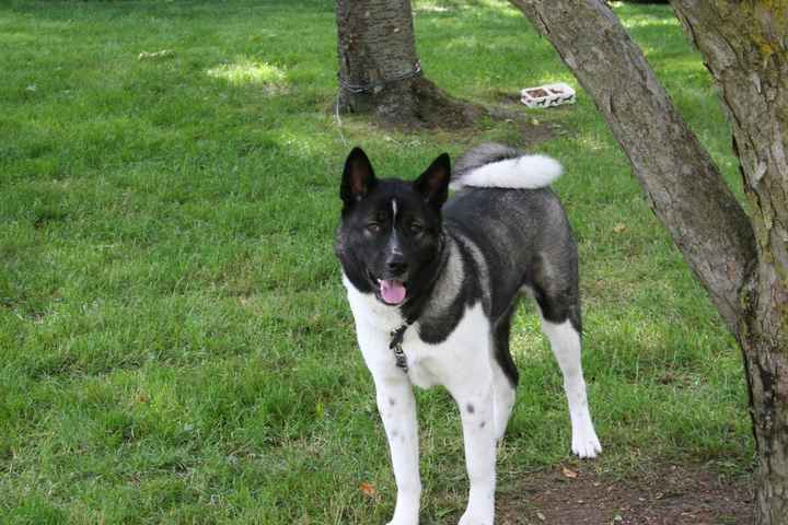 Show me your puppies!