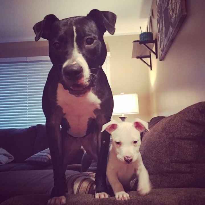 Let me see those fur babies!