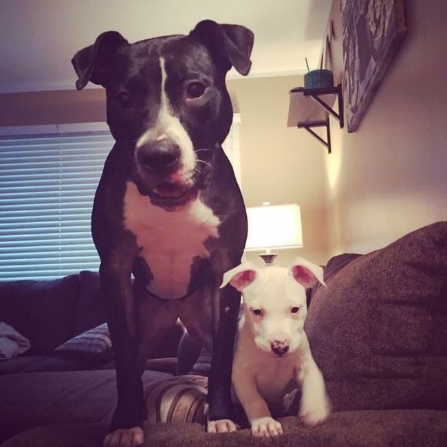 Let me see those fur babies!
