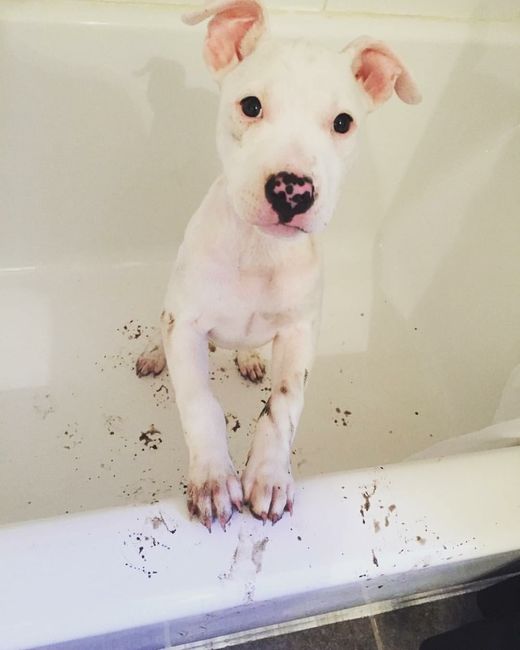 NWR: New Puppy!
