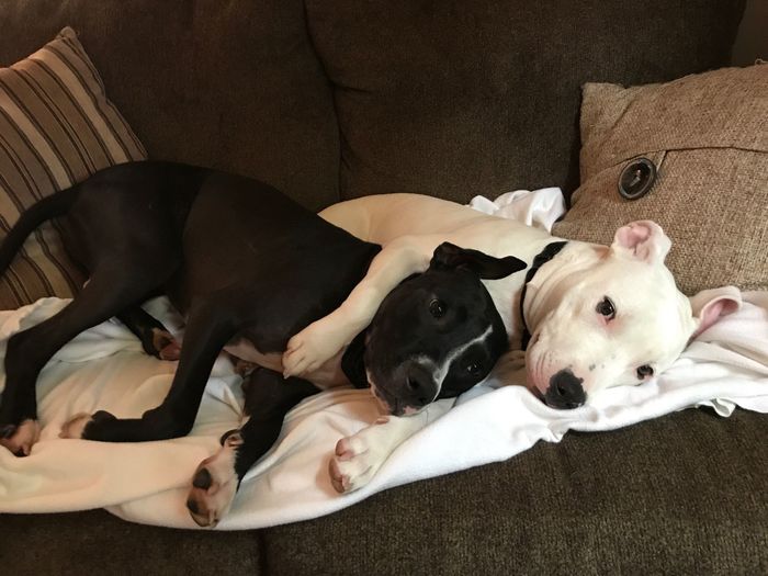 Fur Kids