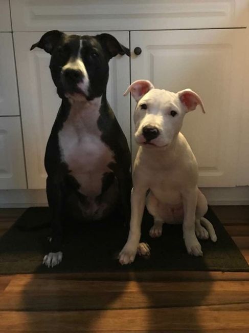 Nwr- show me your fur babies