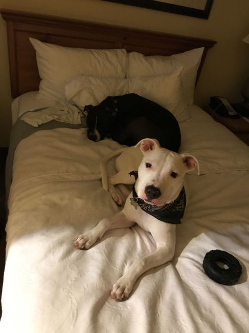 NWR- My fur kids