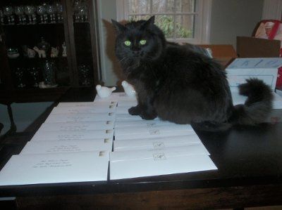 My furbaby is sabotaging my wedding! LOL
