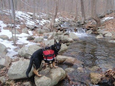 NWR - Furbabies :)