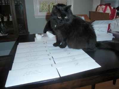 My furbaby is sabotaging my wedding! LOL