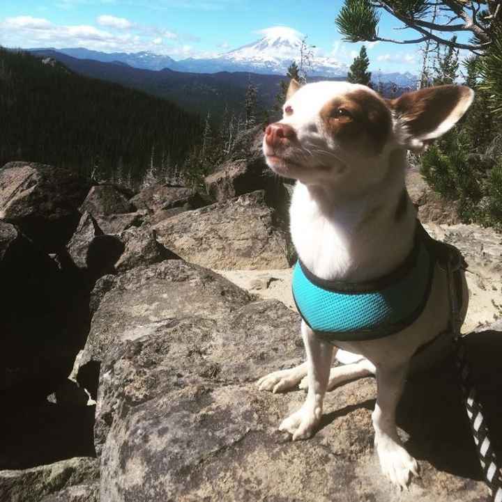 Let me see those fur babies!