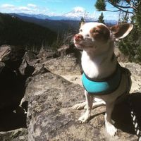 Let me see those fur babies!