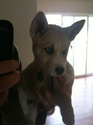 Let's see your pets!