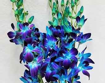 Blue Denrobium