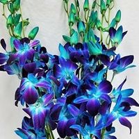 Blue Denrobium