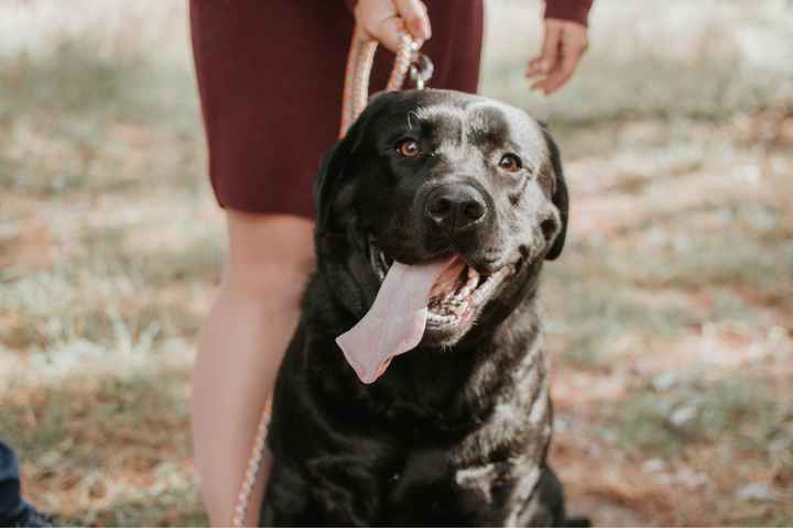 More engagement photos! - 5