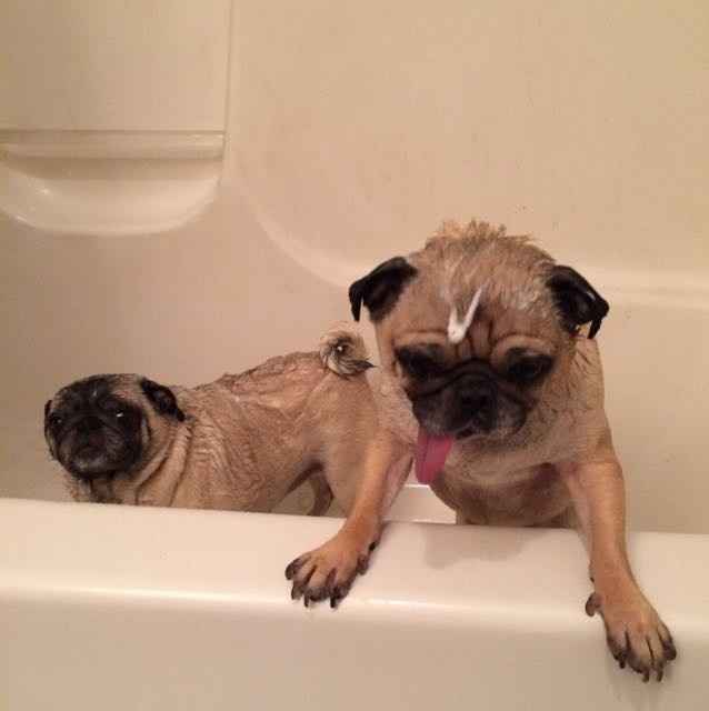 NWR- let me see your fur babies, awake and scared