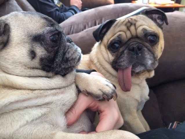 NWR: Dogs are weird and eat weird stuff