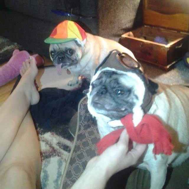 Today is National Pet Day! Let's see those fur babies :)