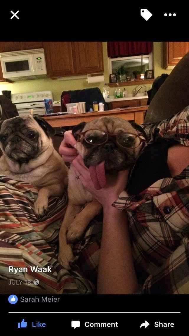 DIY flowers for fur baby