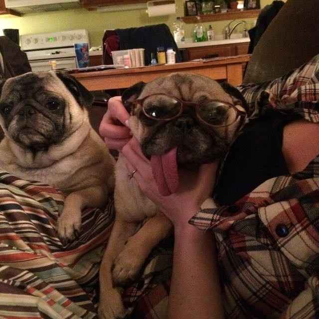 Furbabies?(non wedding post)