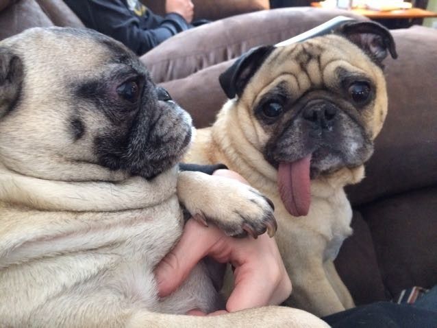 NWR: Dogs are weird and eat weird stuff