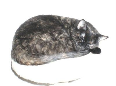 NWR - Furbabies :)