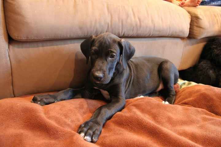 Need cheering up. Show me your puppies!