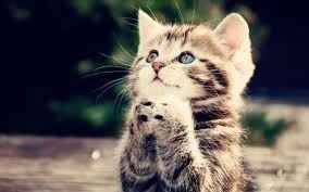 NWR: Emergency Cute