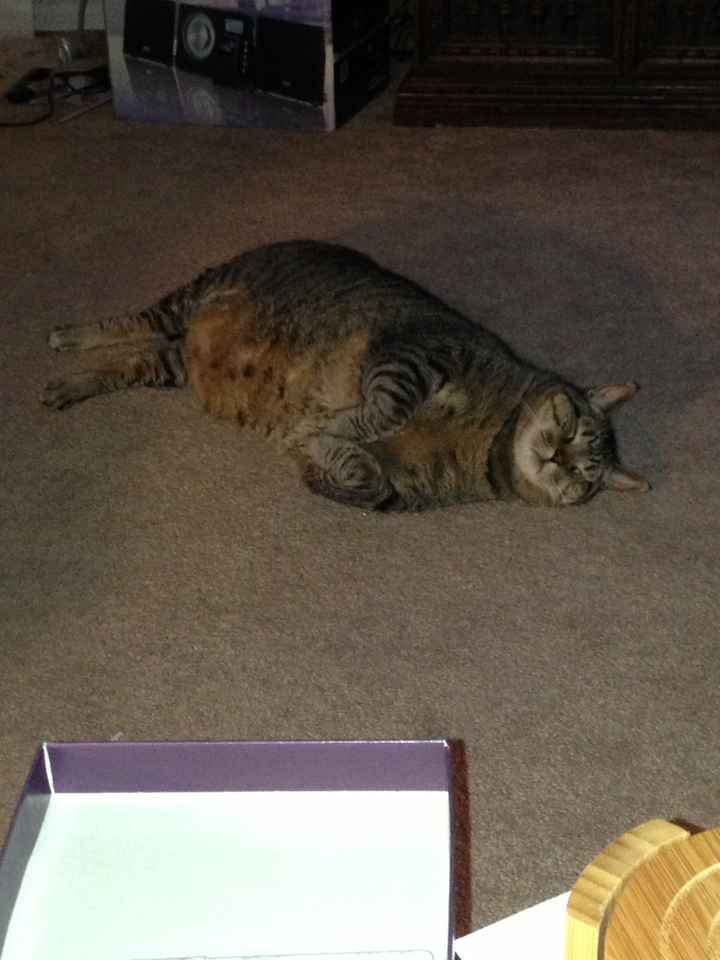 Do any other cat owners have this issue???
