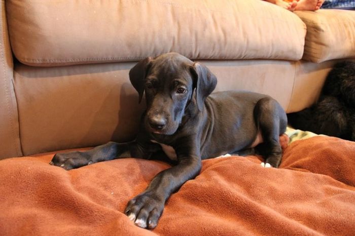 Need cheering up. Show me your puppies!