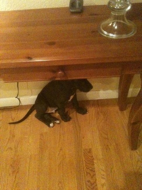 Need cheering up. Show me your puppies!