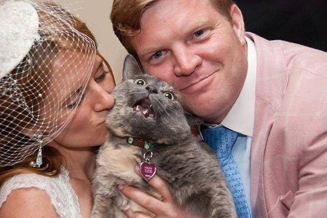Time to Post Funny Cat Pics!