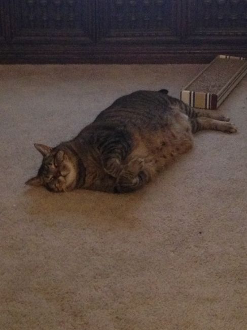 Do any other cat owners have this issue???