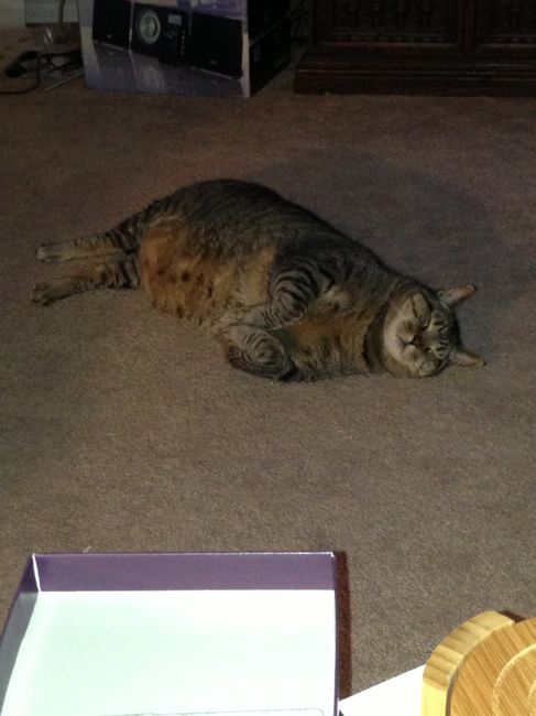 Do any other cat owners have this issue???