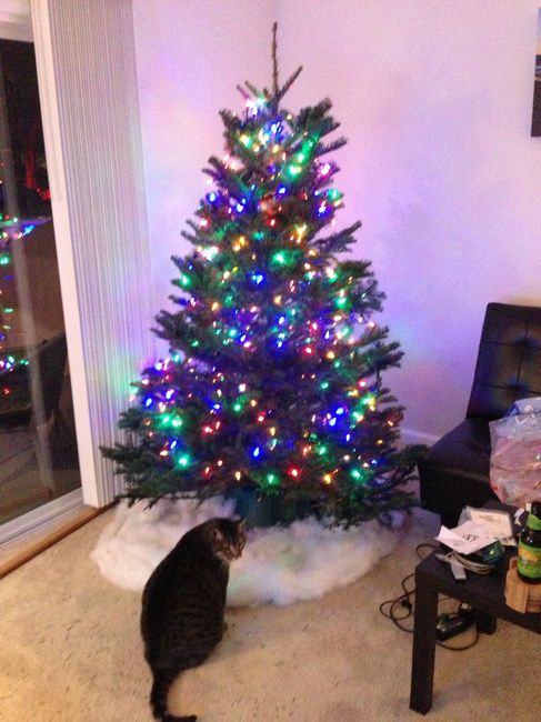NWR- Let's see your Christmas tree!