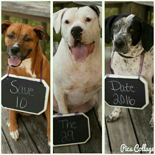 Including pet(s) in your ceremony