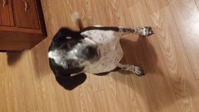 NWR- pets! We love them show me yours :)